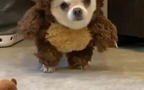 Dog Dresses up as Teddy Bear for Halloween - Animals - VIDEOTIME.COM