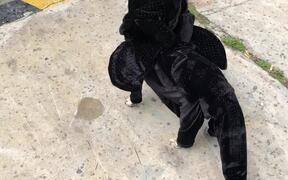 Pug Dresses in Black Dragon Costume For Halloween