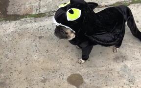 Pug Dresses in Black Dragon Costume For Halloween