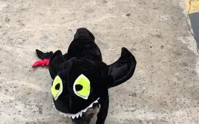 Pug Dresses in Black Dragon Costume For Halloween - Animals - VIDEOTIME.COM