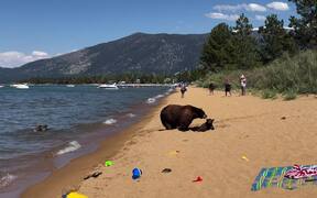 Bear Family Chills at Beach After Taking Dip - Animals - VIDEOTIME.COM