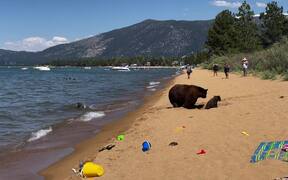 Bear Family Chills at Beach After Taking Dip - Animals - VIDEOTIME.COM