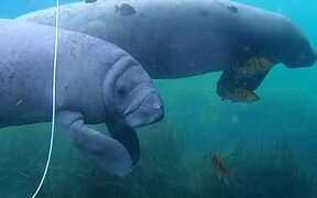Snorkeler Encounters A Cute And Curious Manatee