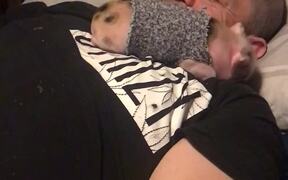 Adorable Piglet Loves Snuggling Up To His Dad - Animals - VIDEOTIME.COM