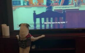 Goofy Pug Wants To Sniff The Dog Appearing On TV 