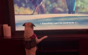 Goofy Pug Wants To Sniff The Dog Appearing On TV  - Animals - VIDEOTIME.COM