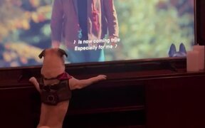 Goofy Pug Wants To Sniff The Dog Appearing On TV 