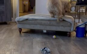 Dog's Zoomie Spirit Irritates Its Owner's Mom - Animals - VIDEOTIME.COM