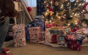 Dog Finds & Opens His Christmas Present On His Own - Animals - VIDEOTIME.COM