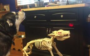 Dog Adorably Howls Along With Skeleton Dog - Animals - VIDEOTIME.COM