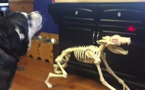 Dog Adorably Howls Along With Skeleton Dog - Animals - VIDEOTIME.COM