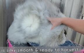 Bunny Gets Their Hair Trimmed - Animals - VIDEOTIME.COM