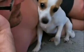 Dog Cuddles Up To Owner's Face - Animals - VIDEOTIME.COM