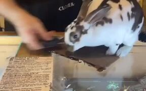 Bunny Assists Owner With Customer Transactions - Animals - VIDEOTIME.COM