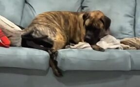 Mastiff Sits Over Great Dane & Completely Hides It - Animals - VIDEOTIME.COM