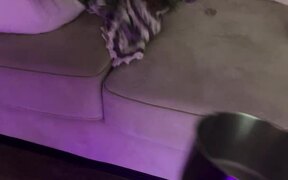Dog Gets Excited on Seeing New Saucepan - Animals - VIDEOTIME.COM