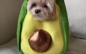Dog Dresses Up and Poses in Avocado Costume - Animals - VIDEOTIME.COM