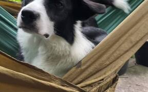 Two Dogs Competing For And Swinging In A Hammock