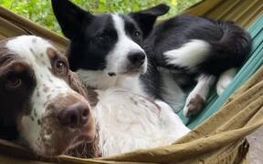 Two Dogs Competing For And Swinging In A Hammock