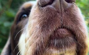 Dog Balances Raspberry on Her Nose and Head - Animals - VIDEOTIME.COM