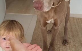 Daughter Learns Trick With Dogs - Animals - VIDEOTIME.COM