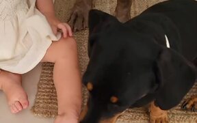Daughter Learns Trick With Dogs - Animals - VIDEOTIME.COM