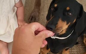 Daughter Learns Trick With Dogs
