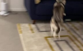 Adorable Dog Gets ZOOMIES - Animals - VIDEOTIME.COM