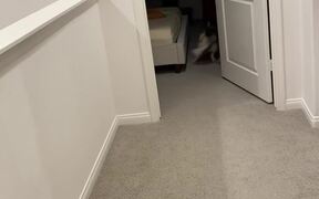 Adorable Dog Gets ZOOMIES