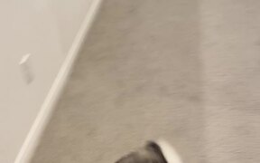 Adorable Dog Gets ZOOMIES