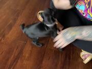 First Meeting Between Two Puppies Goes Wrong! - Animals - Y8.COM