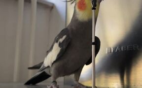 The Singing Cockatiel Slays His 'Live Performance'