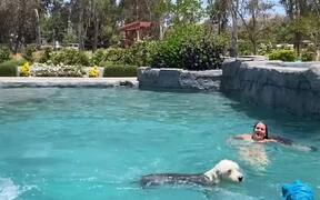 Jolly Dog Hops In Swimming Pool And Plays A Game - Animals - VIDEOTIME.COM