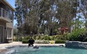 Jolly Dog Hops In Swimming Pool And Plays A Game
