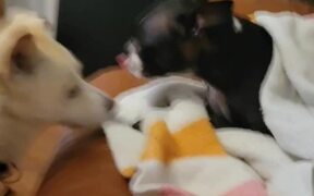 Puppy Sneezes and is Checked on by Another Dog - Animals - VIDEOTIME.COM