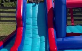 Chihuahua Puppy Slides Down into Kiddie Pool
