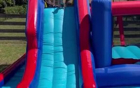 Chihuahua Puppy Slides Down into Kiddie Pool - Animals - VIDEOTIME.COM