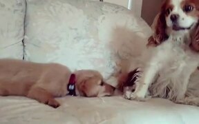 Hyper Puppy Keeps Barking at Older Dog to Play - Animals - VIDEOTIME.COM