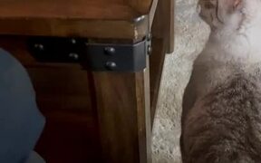 Cats Get Into Argument - Animals - VIDEOTIME.COM