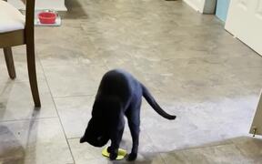 Cat Drags Object Backwards While Playing With It - Animals - VIDEOTIME.COM
