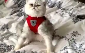 Cat Pretends To Get Knocked Down on Bed - Animals - VIDEOTIME.COM