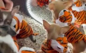 Cute Puppies in Matching Halloween Costumes - Animals - VIDEOTIME.COM