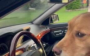 Dog Cruises Down Street in Luxury Car - Animals - VIDEOTIME.COM