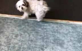 Dog Dances When Owner Sings and Claps For Her - Animals - VIDEOTIME.COM