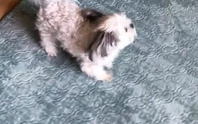Dog Dances When Owner Sings and Claps For Her - Animals - VIDEOTIME.COM