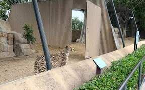Cheetah Accidentally Hits Its Head Against Door - Animals - VIDEOTIME.COM