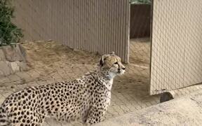 Cheetah Accidentally Hits Its Head Against Door - Animals - VIDEOTIME.COM