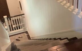 Grey Parrot Throws Empty Bottle Down Stairs - Animals - VIDEOTIME.COM