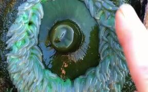Person Touches Sea Anemone and It Shrinks in Size - Animals - VIDEOTIME.COM