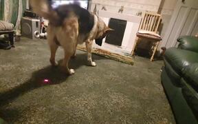 Dog Tries To Chase Laser Light Around Them - Animals - VIDEOTIME.COM